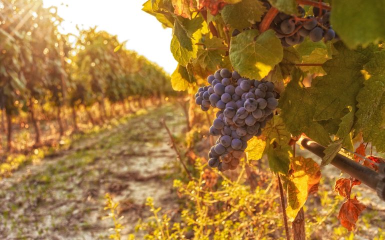 Il Cagnulari Chessa di Usini sul tetto del mondo: vince il “Best in show” al Decanter World Wine 2022