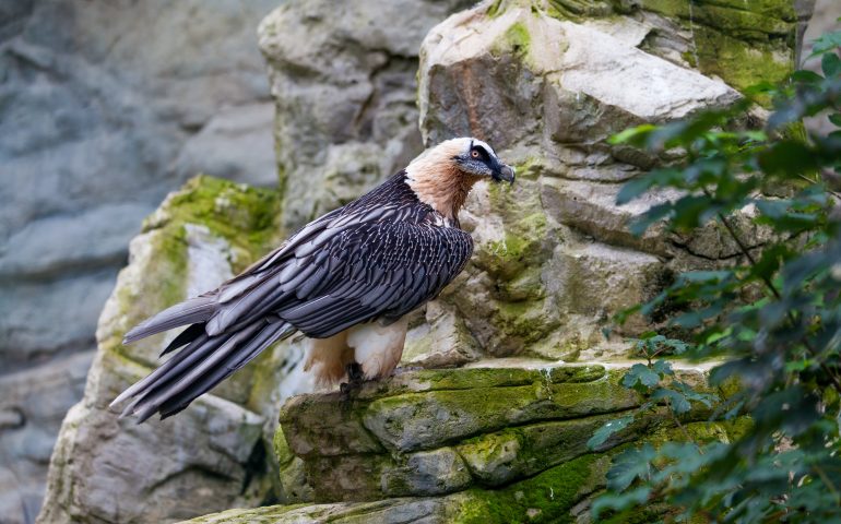 Lo sapevate? L’avvoltoio più grande d’Europa un tempo nidificava in Sardegna