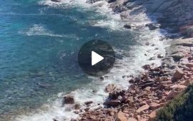 (VIDEO) Sardegna, due eleganti femmine di muflone in riva al mare