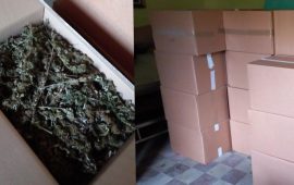 Sardegna, sequestrati oltre 200 kg di cannabis in un’abitazione: arrestati due giovani