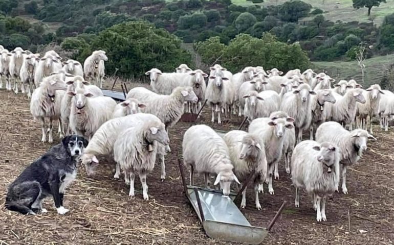 Cecilia la pastorella: il cane che “abbandona” la sua famiglia per scegliere la libertà