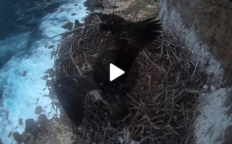 (VIDEO) Spiccano per la prima volta il volo due falchi pescatori nati in Sardegna