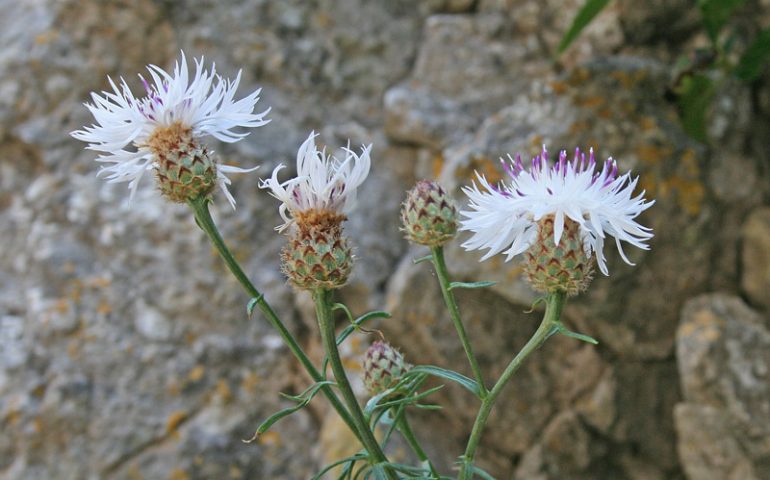 Lo sapevate? Nel territorio di Baunei cresce un fiordaliso unico al mondo