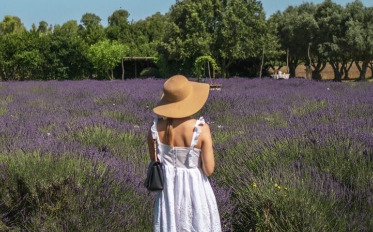lavanda di elvio