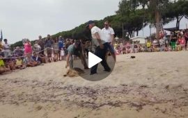 (VIDEO) Sardegna, la tartaruga Joker riprende la via del mare: liberata dopo la lunga riabilitazione