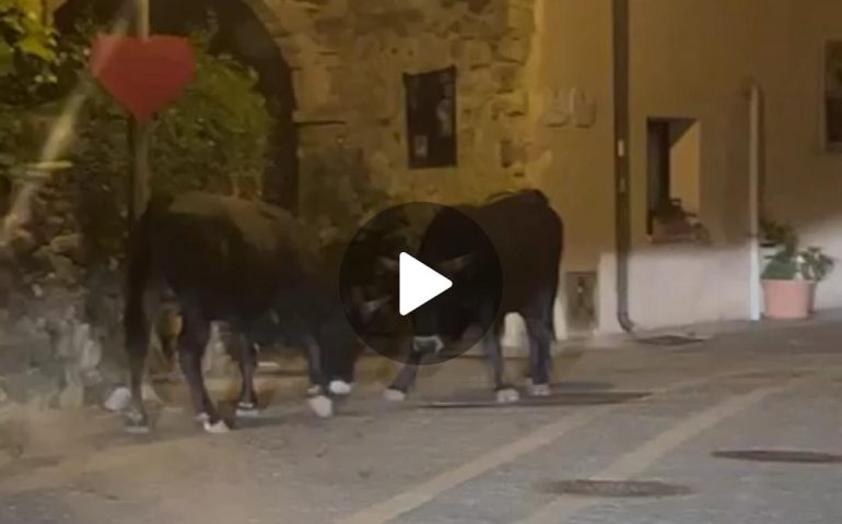 (VIDEO) Sardegna, lotta tra tori nel centro storico: Sadali come Pamplona per una notte