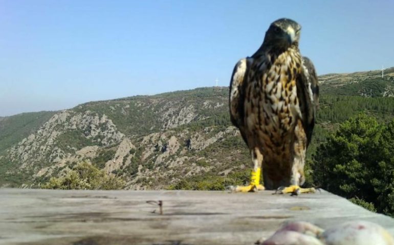 Aquila del Bonelli: nuovamente in Sardegna una specie scomparsa da decenni