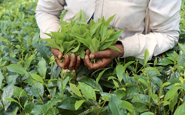 Nei guai il titolare di un’azienda nel cagliaritano: sfruttava manovalanza nei campi