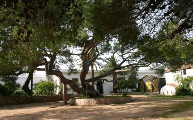 Lo sapevate? Il pino secolare che ancora vive a Caprera fu piantato da Garibaldi per la nascita della figlia Clelia