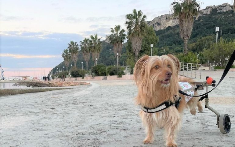 Il canile, l’incidente, il carrellino: Lucas, il cane che vive a 100 all’ora