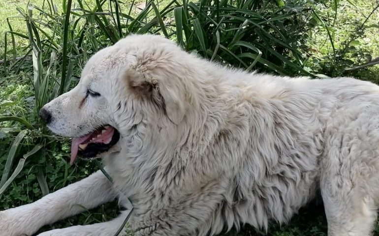 Vent’anni di fedeltà e affetto: addio a Poldo, il cane pastore più amato di Gonnosfanadiga