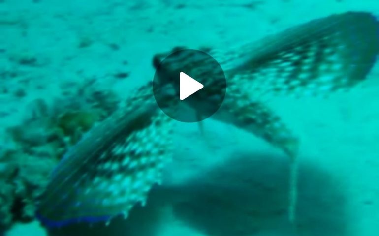 (VIDEO) Sardegna, avvistato da uno skipper lo spettacolare pesce civetta