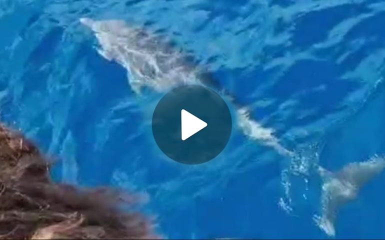 (VIDEO) In Ogliastra lo spettacolo della natura: i delfini danzano attorno a una barca