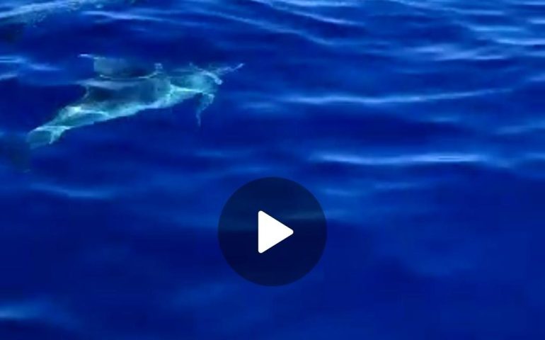 (VIDEO) Sardegna, lo spettacolo dei delfini che danzano nelle acque delle cale ogliastrine