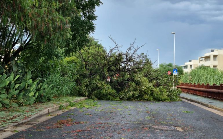 (FOTO) Elmas, caduti due grossi alberi dopo il violento nubifragio di questo pomeriggio