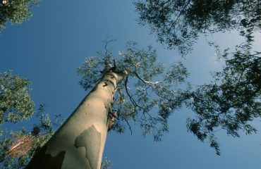 eucalyptus