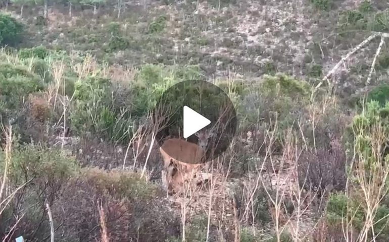 (VIDEO) Sardegna, la bellezza della natura: una femmina di muflone allatta il suo piccolo