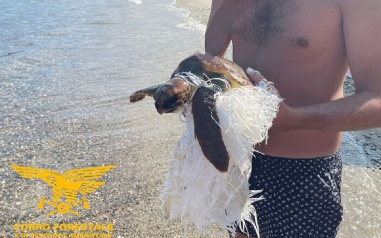 Tertenia, trovata e soccorsa caretta caretta ingarbugliata in un sacco di iuta