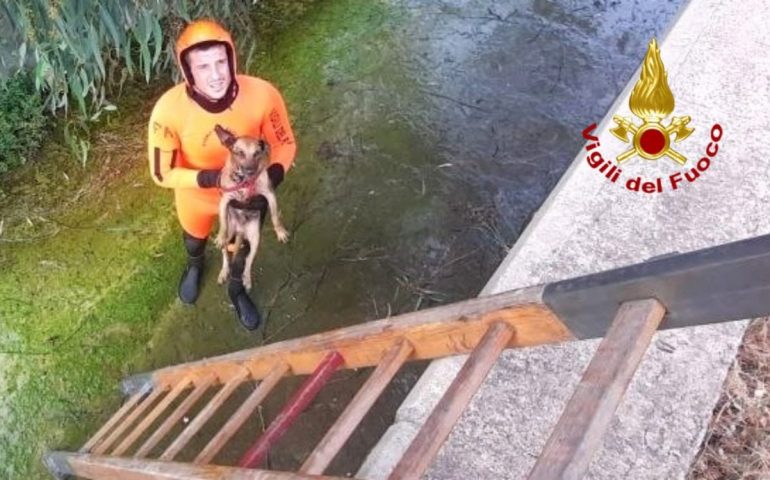 Capoterra, un cane cade nel canale e viene salvato dai Vigili del fuoco