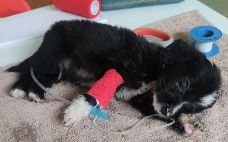 Intera cucciolata abbandonata con gastroenterite a Quartu: 5 cuccioli lottano per sopravvivere