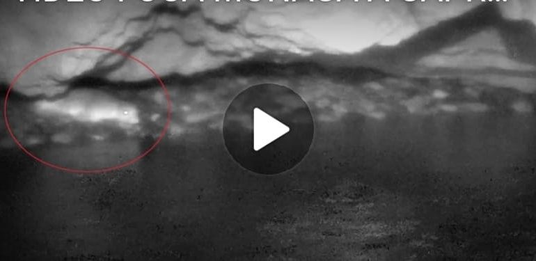 (VIDEO) Foca monaca avvistata nel mar Tirreno a poche miglia dalla Sardegna: ecco il video