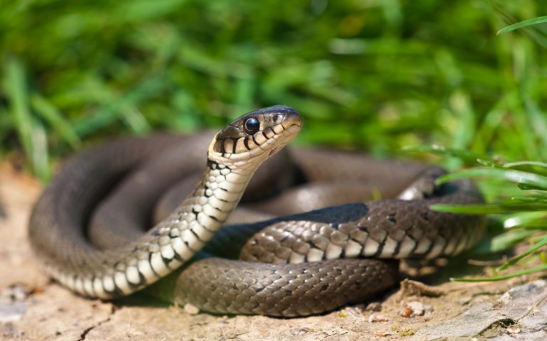 Un tempo trovare una biscia viva in casa era considerato di buon auspicio: ecco perchè