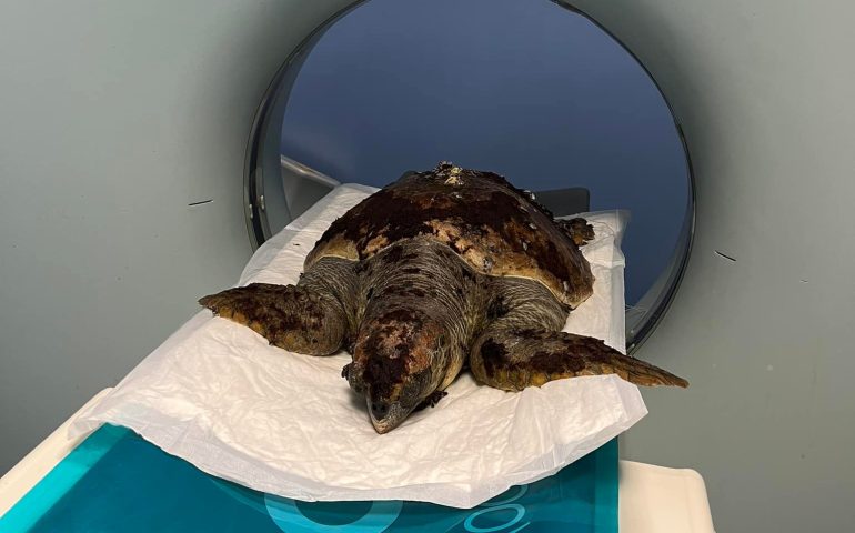 Nello stomaco un amo da pesca di 10 cm: caretta caretta ricoverata alla clinica veterinaria Duemari