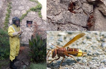 vespe-orientali-cagliari