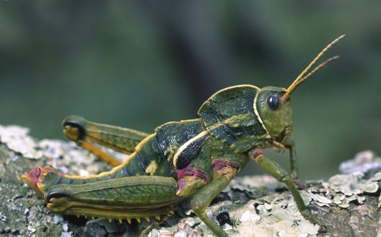 Lo sapevate? In Sardegna abita una cavalletta gigante: il panfago, in sardo pibizziri pringiu