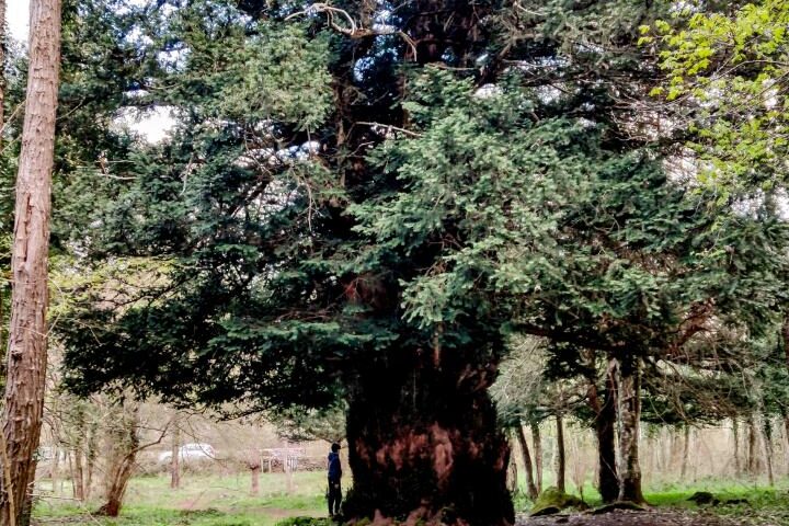 Lo sapevate? Il re dei tassi sardi si trova in una foresta a 850 metri di altitudine e ha più di mille anni