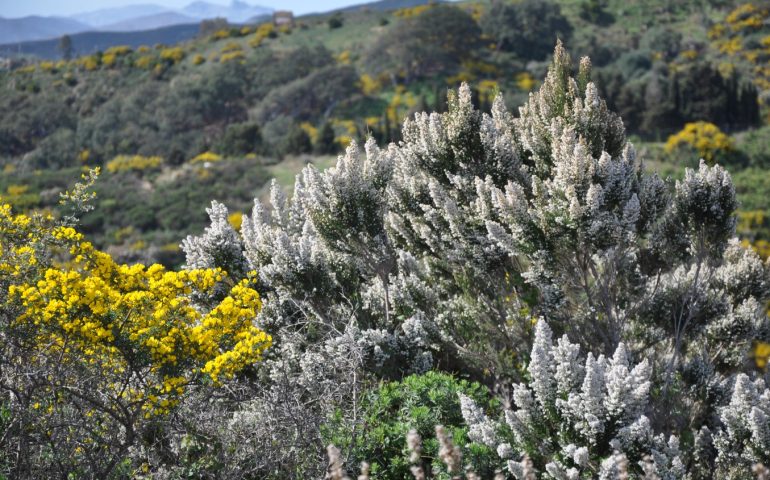 Lo sapevate? Dalle radici dell’erica arborea sarda vengono realizzate le migliori pipe del mondo