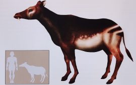 Sardomeryx oschiriensis - Foto tratta dal libro "La Preistoria in Sardegna" (Banco di Sardegna)