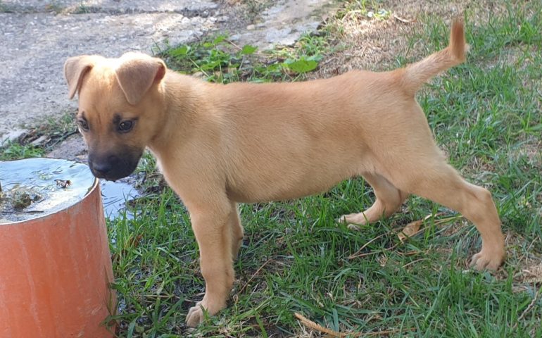 Thor aspetta una nuova famiglia al Canile comunale di Cagliari