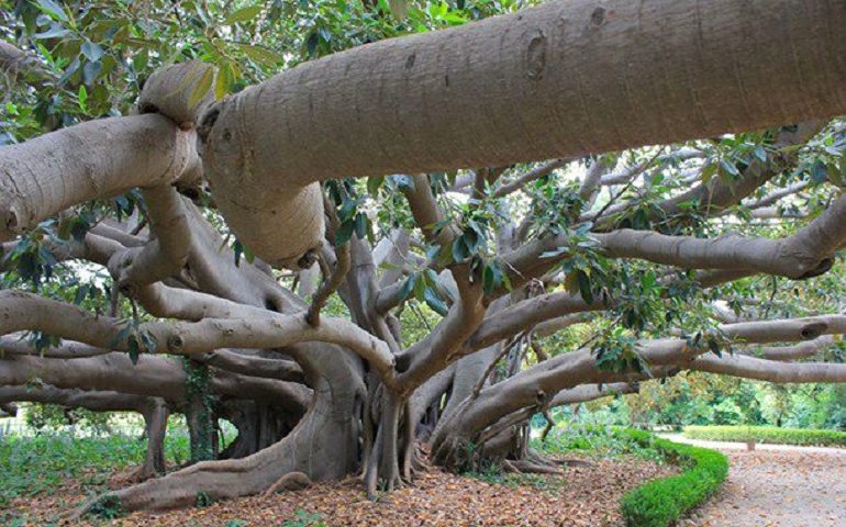 Lo sapevate? La Sardegna è la regione d’Italia che vanta il maggior numero di alberi monumentali, ben 410