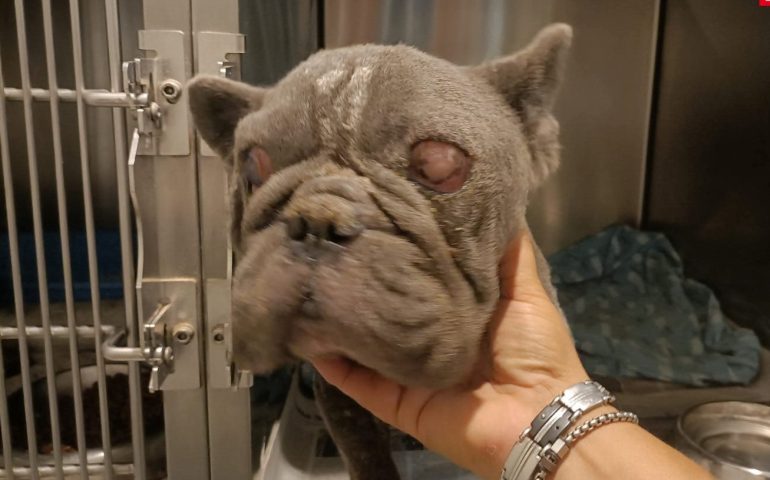 La storia di Cenerino, bulldog francese sfruttato per anni per la riproduzione, malato e senza mai aver ricevuto una carezza