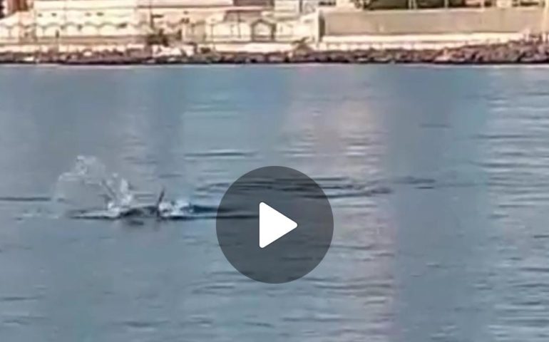 (VIDEO) Cagliari, i delfini nuotano davanti il lungomare a “Su Siccu”