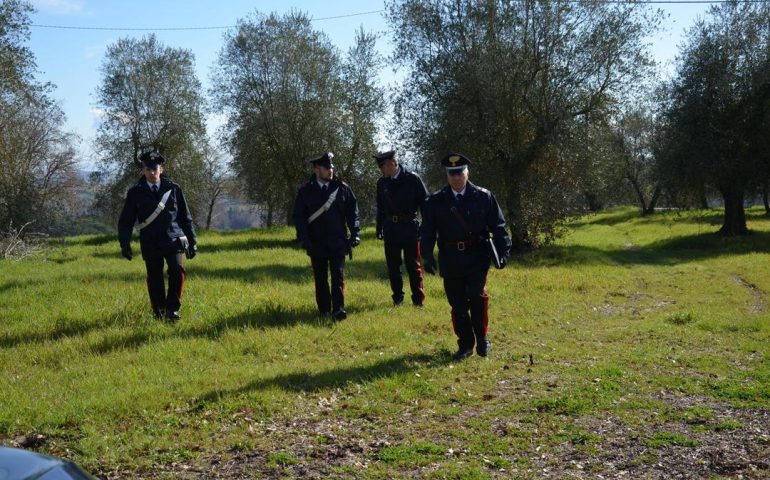 Sardegna, rottweiler ferito gravemente con una motosega: partite le indagini