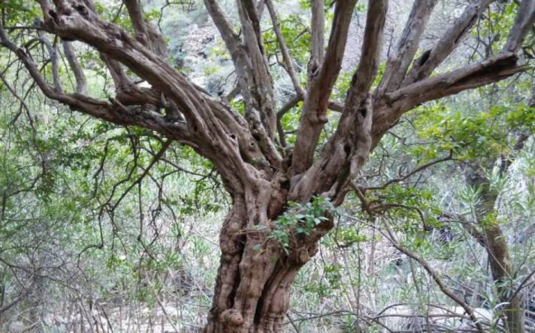 Lo sapevate? Nelle campagne di San Vito si trova una delle piante di mirto più grandi della Sardegna