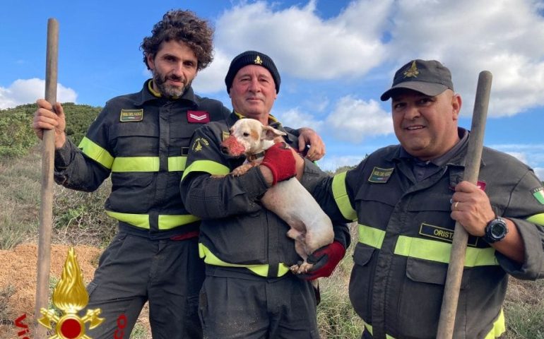 Sardegna, cucciolo rimane incastrato in una trincea nel terreno: salvato dai Vigili del Fuoco