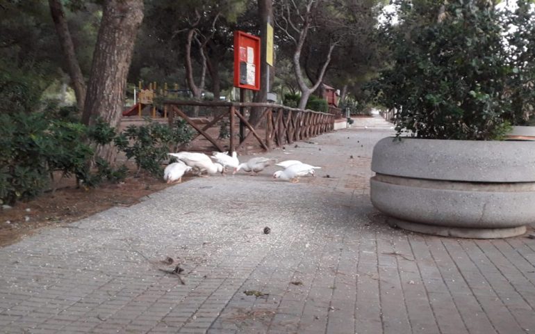 Cagliari, domani riaprono i cancelli di Monte Urpinu: “Esclusa la persistenza del focolaio di aviaria”