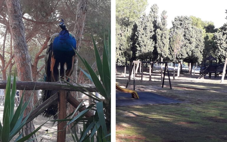 Pavoni, passeggiate e corse domenicali: Cagliari ritrova il parco di Monte Urpinu