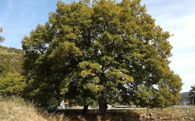 Lo sapevate? Il nome del paese Orroli deriva da un albero