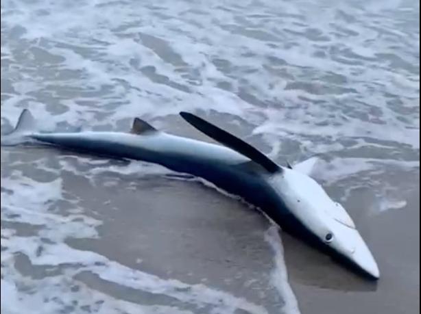 (FOTO) Sardegna, squalo spiaggiato salvato dalla Forestale