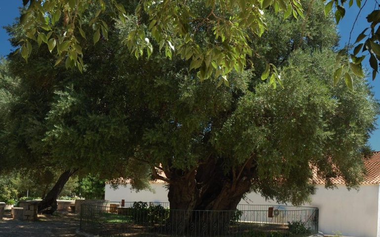 Lo sapevate? A Santa Maria Navarrese vive uno degli alberi più antichi d’Europa