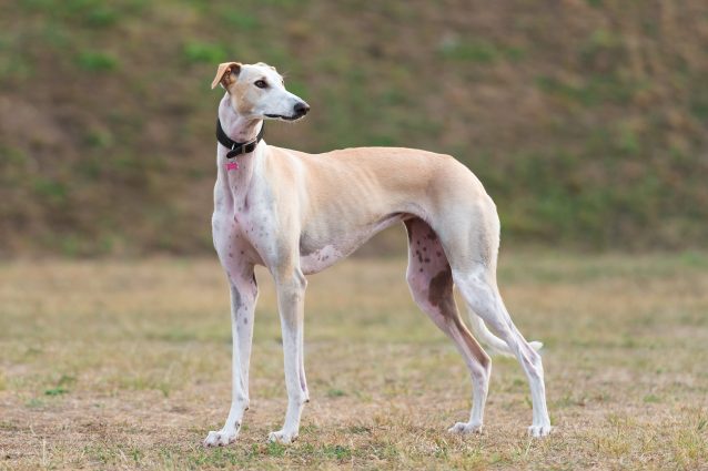 Sassari, cane scuoiato e fatto a pezzi: ricompensa di 5mila euro per chi denuncia il responsabile