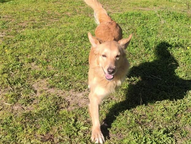 «Ho tre zampe e sono felice», la storia di Samir, il bellissimo cane tripode in cerca di casa