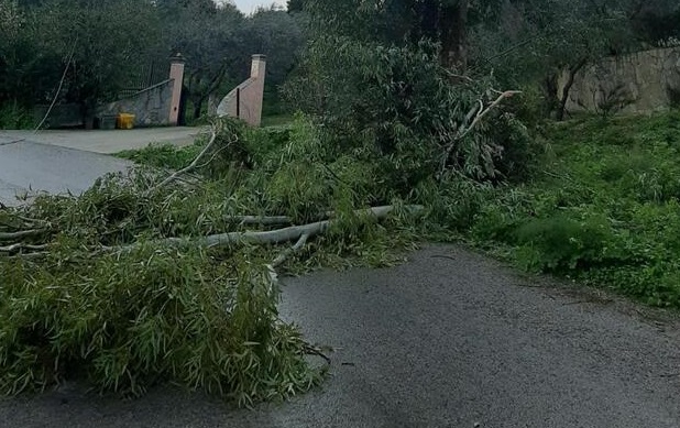 Il vento flagella Cagliari, cadono alberi e pali: 50 interventi dei Vigili del Fuoco