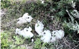 Nove agnellini salvati dalla Forestale: abbandonati e legati con il nylon