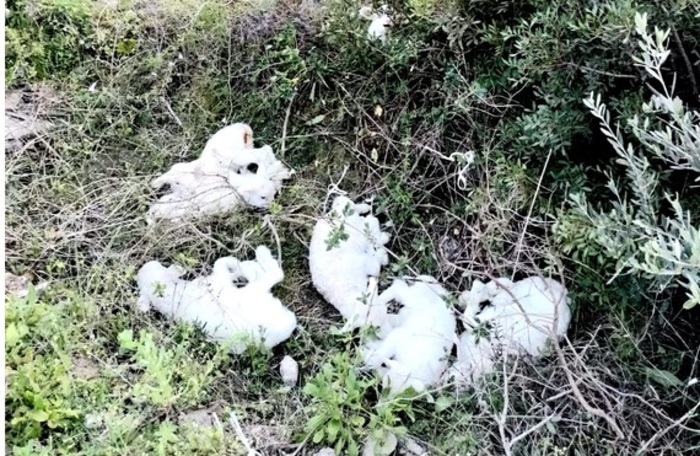 Nove agnellini salvati dalla Forestale: abbandonati e legati con il nylon