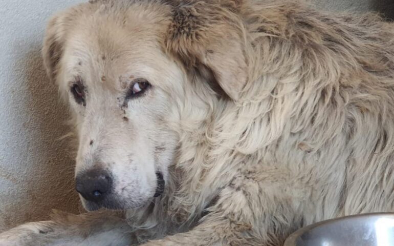 L’anziano cane pastore abbandonato in fin di vita: ecco com’è adesso grazie ai volontari